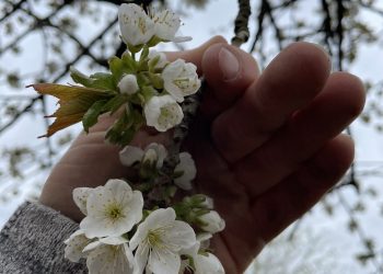 Kirschblüten